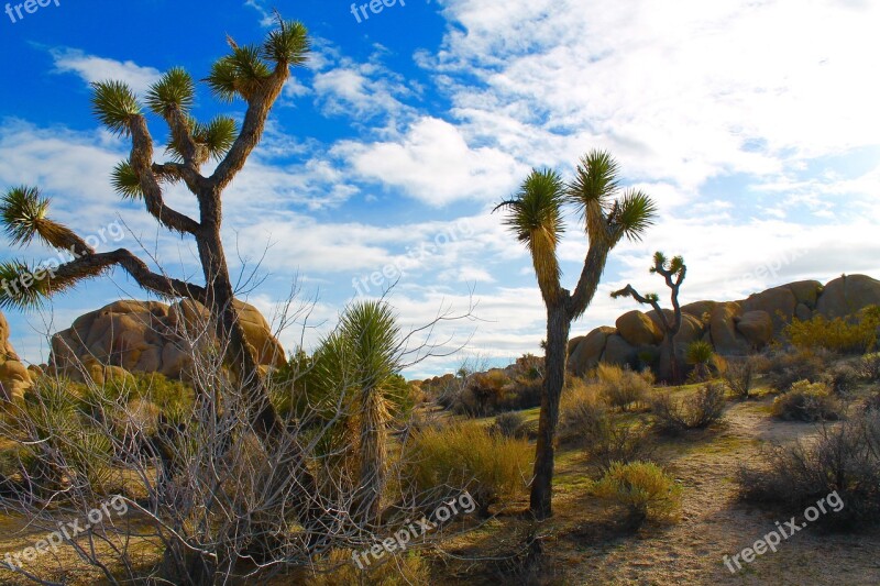 Joshua Tree National Park Yucca Tree California Mojave Desert Twentynine Palms