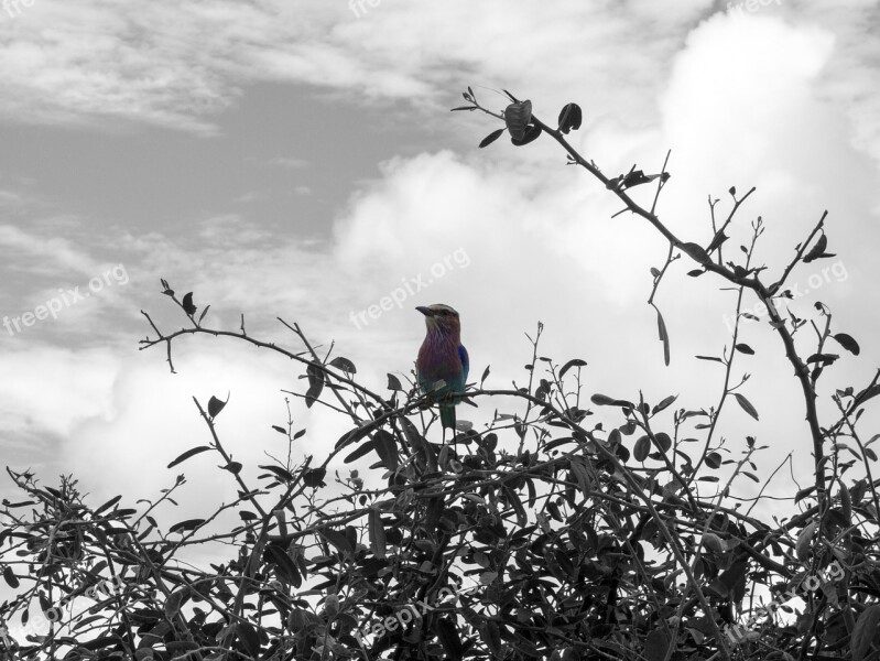 Bird Multi-colored Black And White Africa Colorful