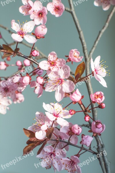 Spring Flower Nature Cherry Blossom Spring Flowers