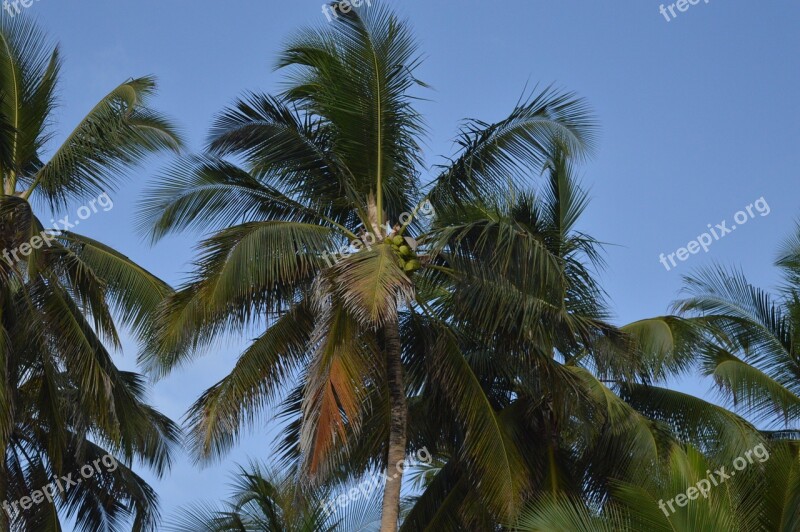 Palm Tree Coconut Tree Coconut Palm Tree