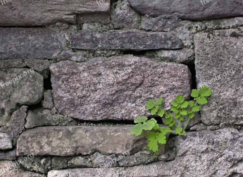 Plant Wall Nature Wild Extreme Life