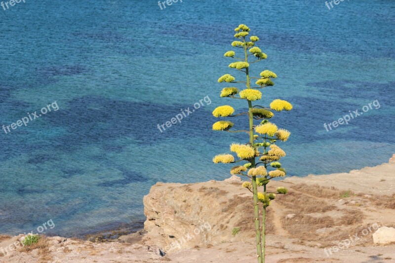 Sea Summer Sicily Flower Tree