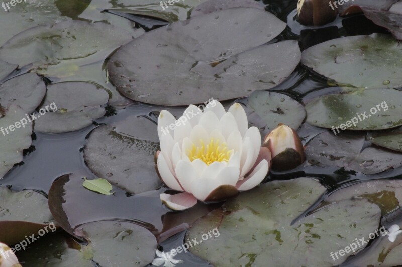 Flower White Water Lily Greens Water