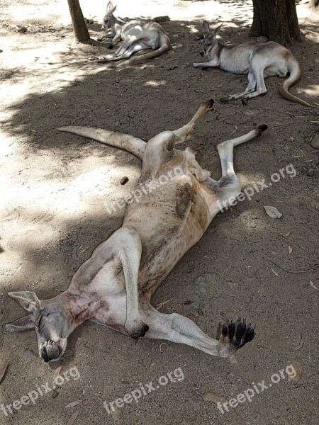 Kangaroo Male Australia Portrait Native