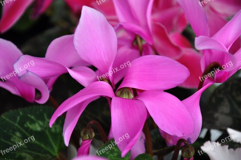 Cyclamen Spring Flower Pink Flower Nature Free Photos