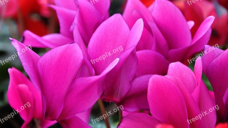 Cyclamen Spring Flower Pink Flower Nature Free Photos