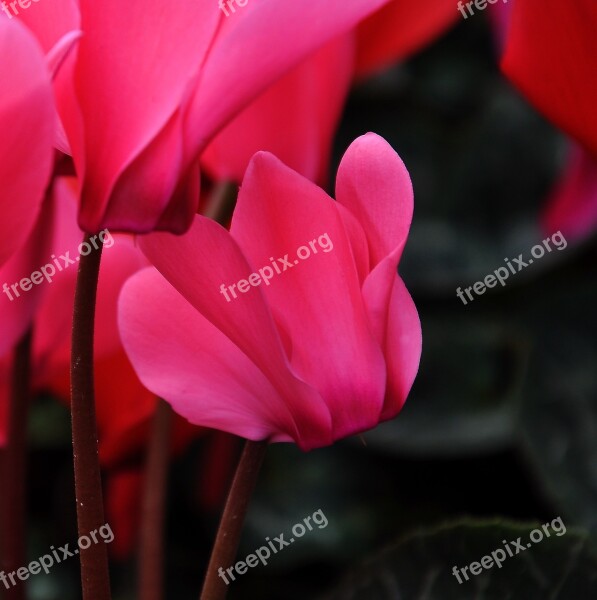 Cyclamen Spring Flower Pink Flower Nature Free Photos