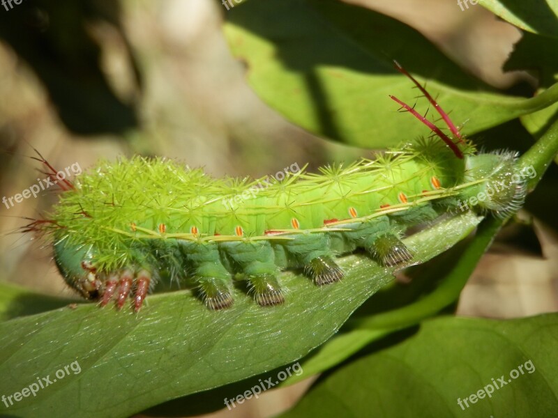 Insect Caterpillar Green Caterpillar Green Color