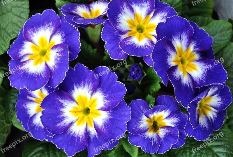 Primrose Spring Flowers Blue Primula Free Photos