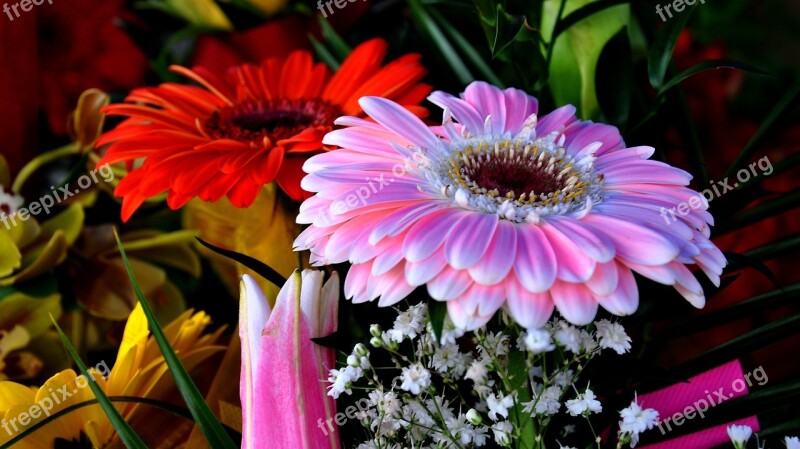 Gerbera Flower Bouquet Cut Flower Colorful Bouquet Free Photos