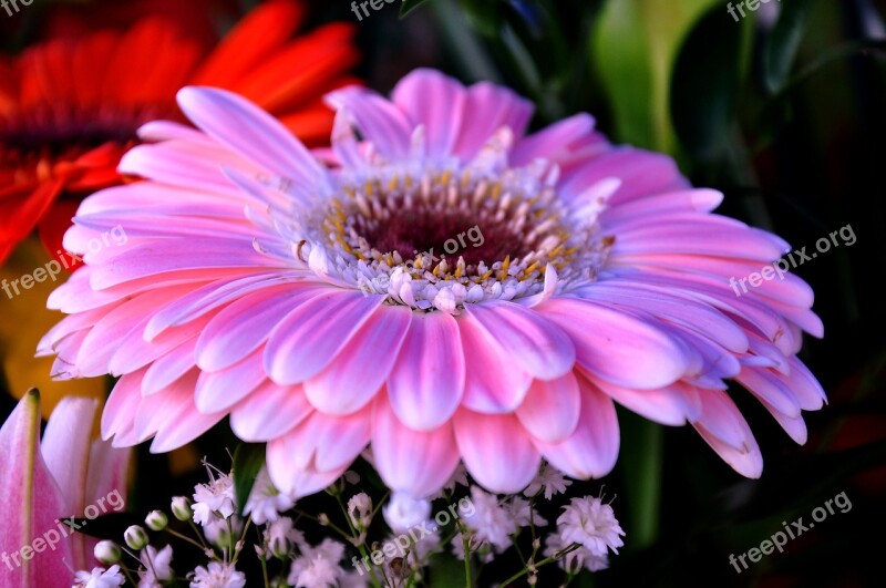 Gerbera Flower Bouquet Cut Flower Colorful Bouquet Free Photos