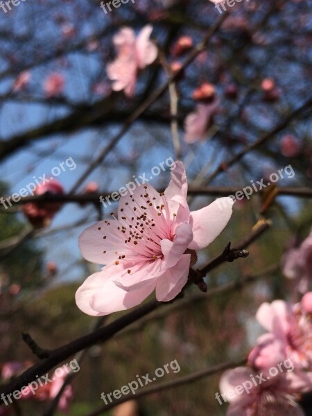 Spring Plum Blossom Blue Sky Flower Red