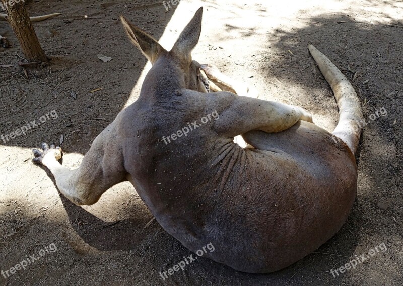 Kangaroo Male Australia Portrait Native