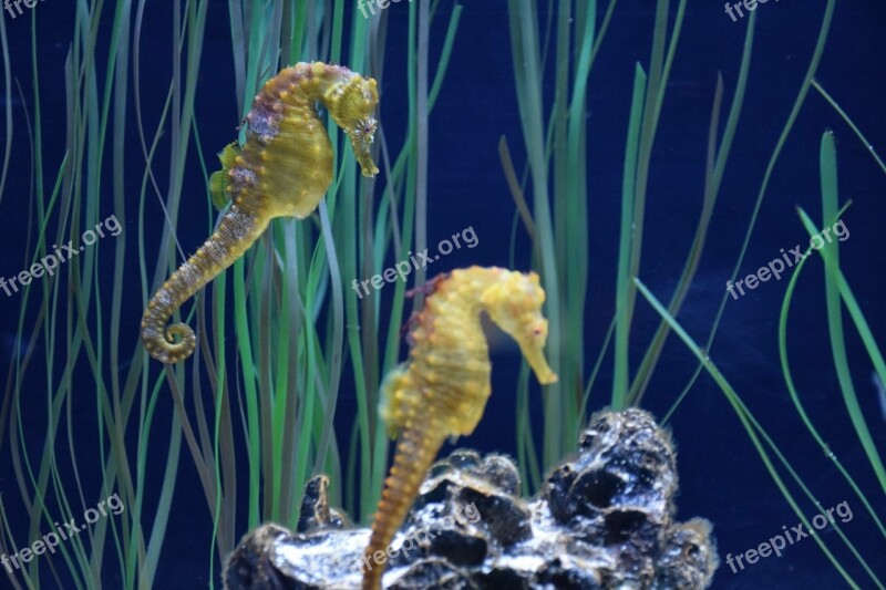 Hippocampus Aquarium Québec Free Photos