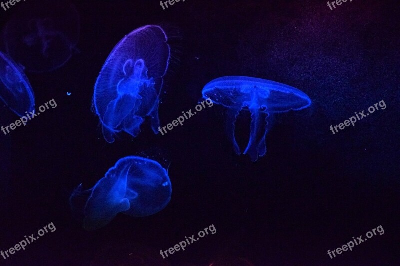 Jellyfish Aquarium Québec Blue Mysterious