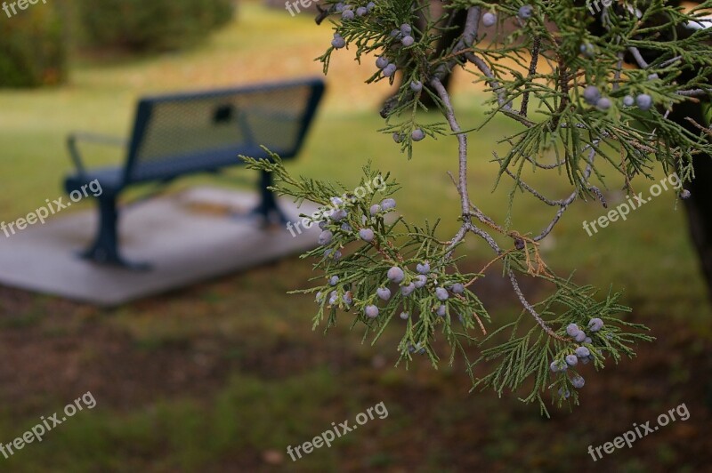 Bench Park Park Bench Grass Green