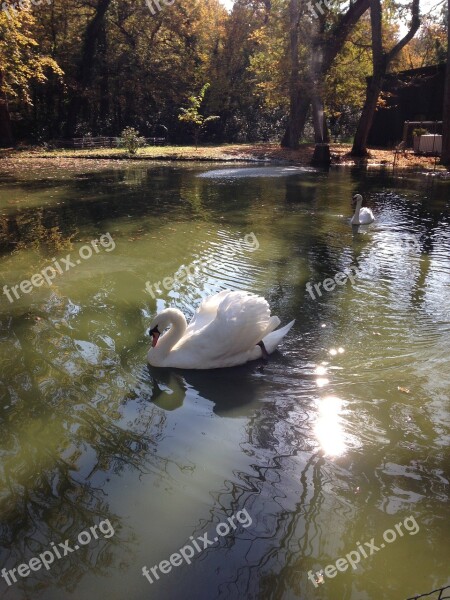 Swan Nature Majestic Flight Free Photos