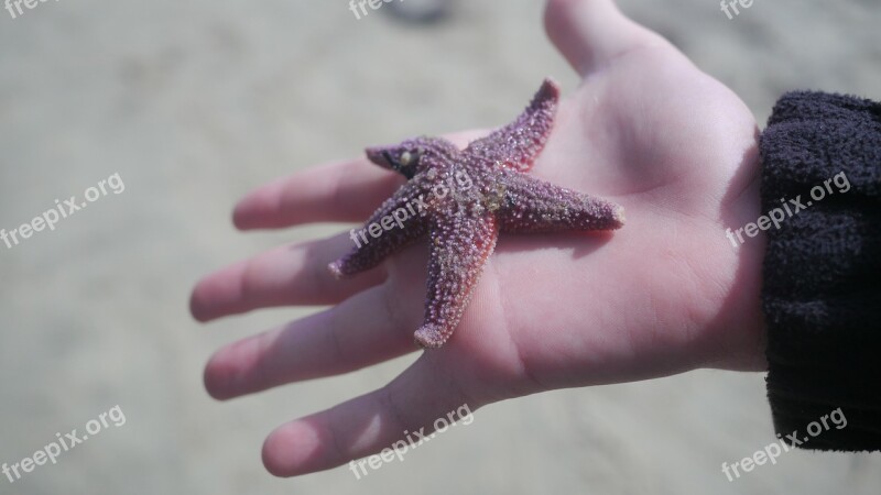 Beach Sea Star Star Sand Holiday