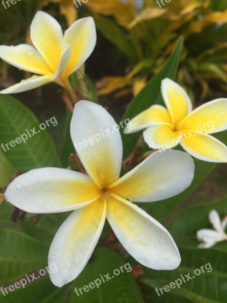 Flower Nature Plant Island Rapa Nui