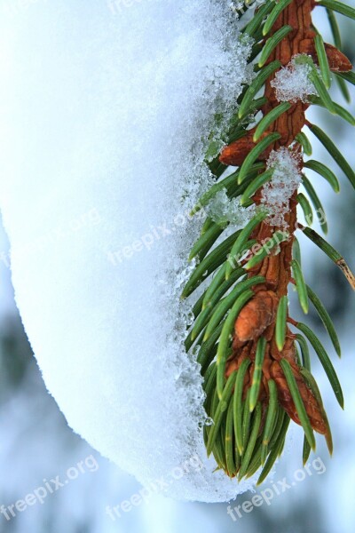 Pine Branch Green Spruce Needle Snow Free Photos