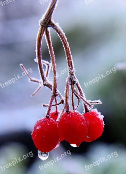 Red Berries Branch Frost Winter Trees