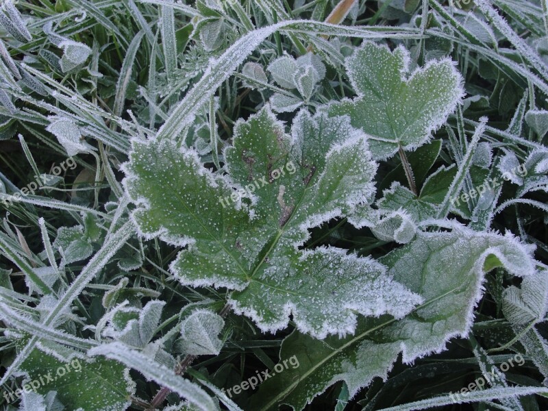 Frost Leaf Winter Cold Frozen