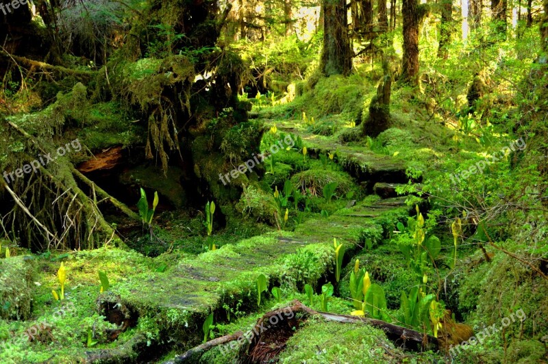 Moss Forest Trees Skunk Cabbage Woods Free Photos