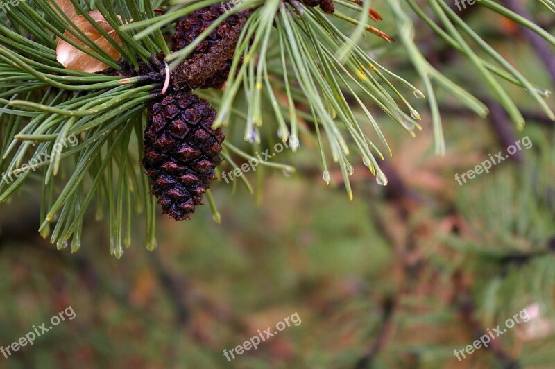 Pine Needle Tree Green Nature