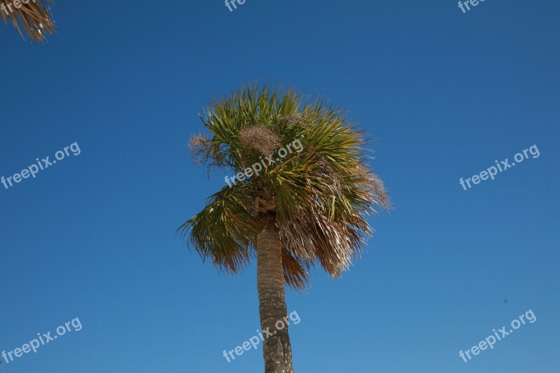 Palm Tree Summer Beach Florida Tropical