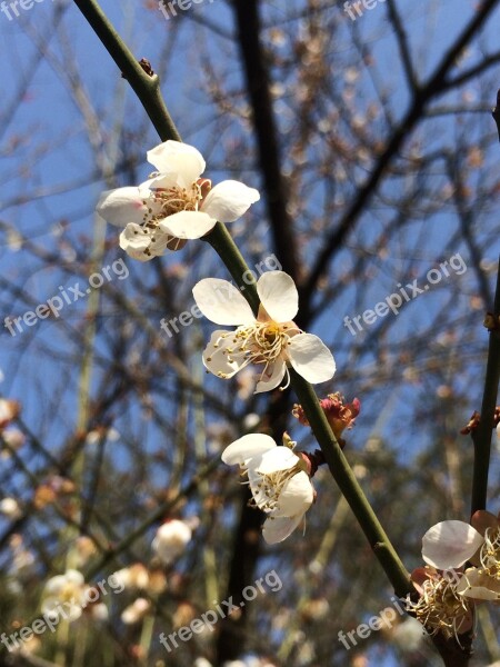 Spring Plum Blossom Blue Sky Flower White