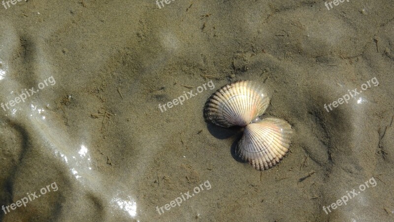 Thimble The Clams Seashell Sea Coast