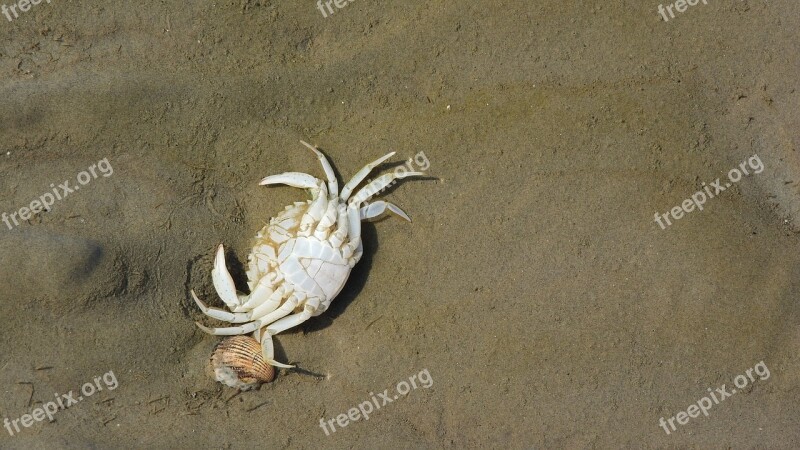 Crab Corpse Beach Sdcovka The Clams