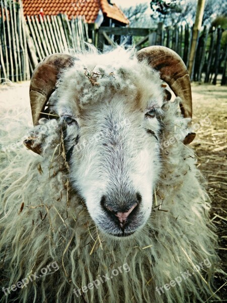 Sheep Farm Spring Netherlands Mammals