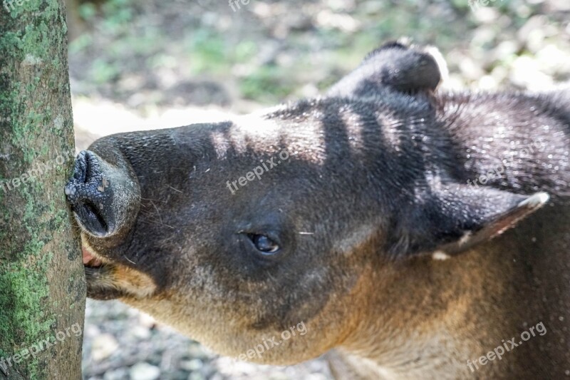 Tapir Face Eyes Nose Animal