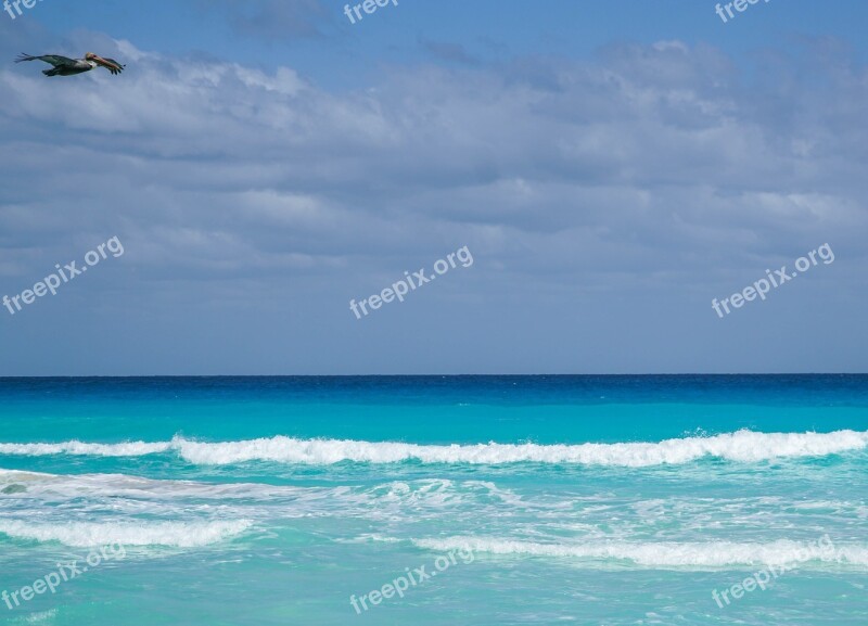 Ocean Cancún Mexico Bird Waves