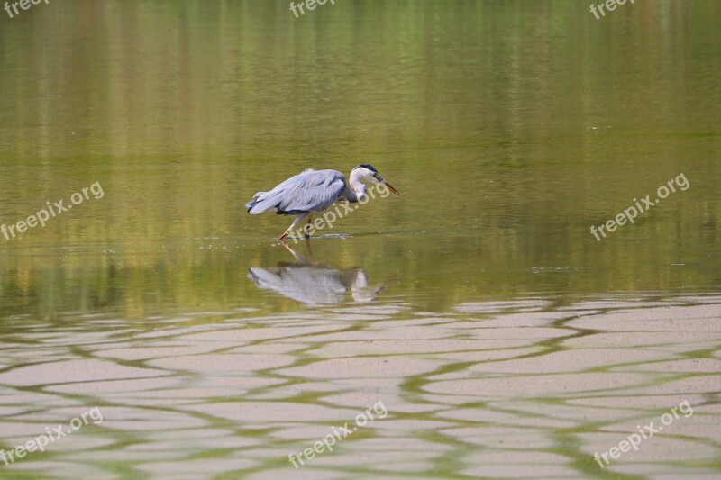 Grey Heron Heron Bird Eastern Animal