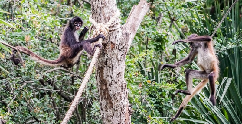 Spider Monkeys Playing Cute Primate Wild