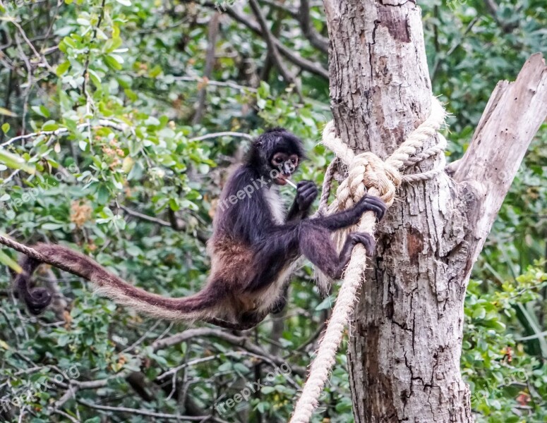 Spider Monkey Playing Cute Primate Wild