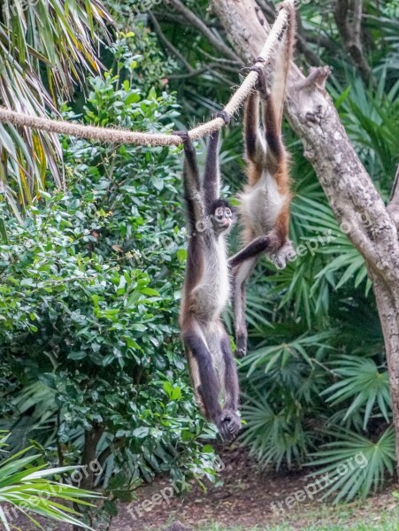 Spider Monkeys Playing Cute Primate Wild