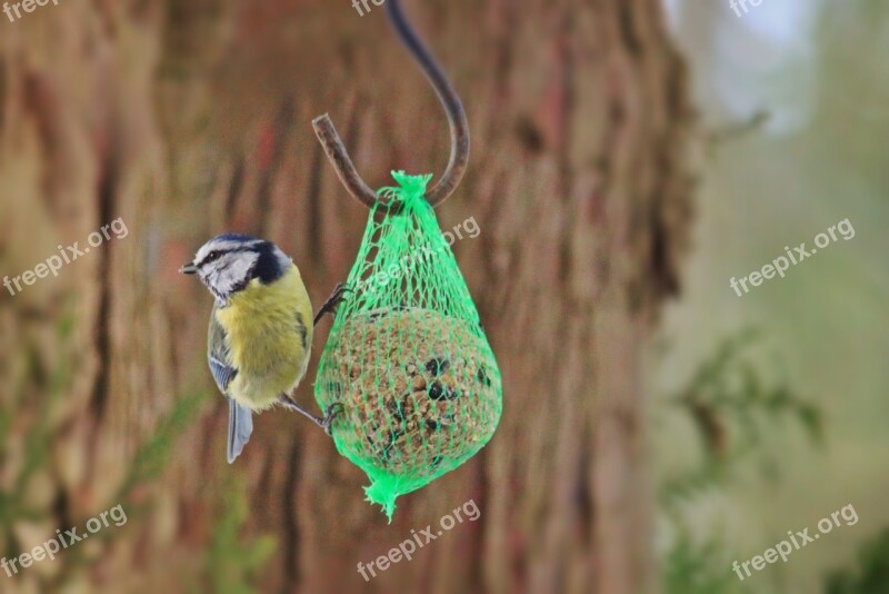 Blue Tit Tit Bird Animal Nature