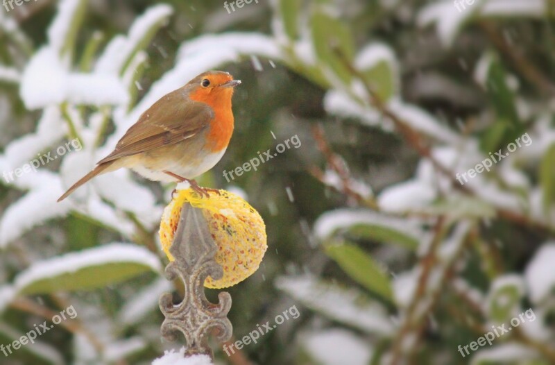 Robin Bird Songbird Foraging Winter