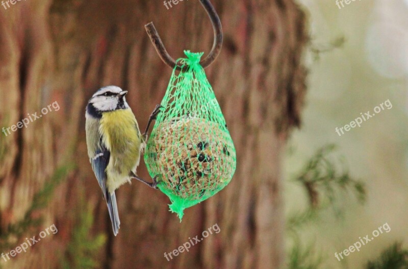 Blue Tit Tit Bird Animal Nature