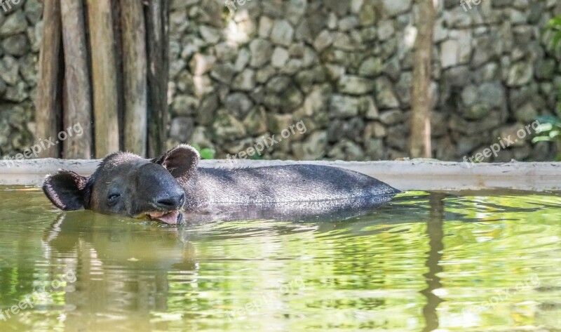 Ant Eater Water Animal Xcaret Cancún