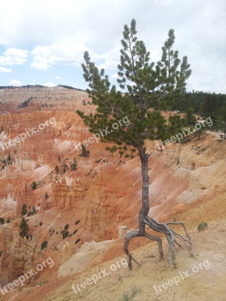 Crazy Tree Roots Bryce Canyon