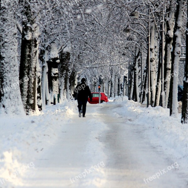 Snow Street Tree Winter Cold