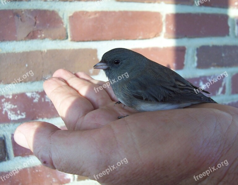 Bird Finch Hand Ornithology Wildlife