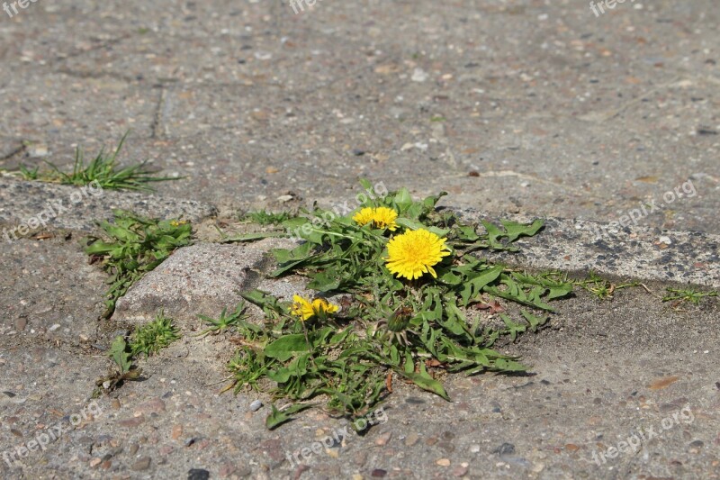 Dandelion Flower Sun Road Blossom