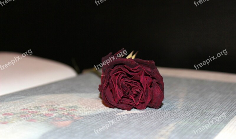 Photo Album Dried Rose Wedding Album Memories Love