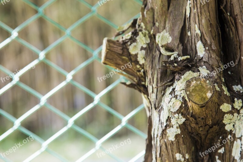 Wood Snare Lonely Stubborn Indifferent