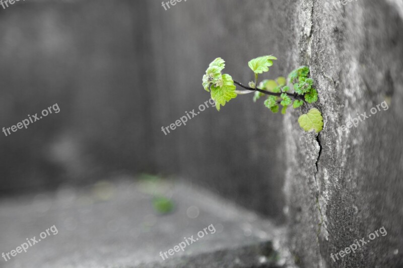 Life Grass Tenacious Proud Green